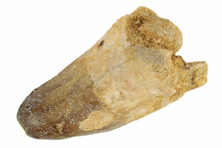 Cretaceous Fossil Crocodile Tooth - Morocco #187723